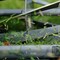 Earthwise 16" Reel Lawn Mower with Trailing Wheels 1816-16EW - alternate 5